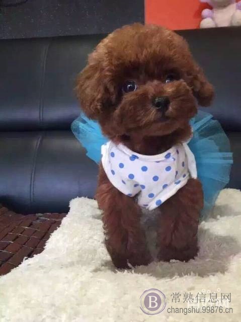 纯种小体泰迪犬出售 茶杯泰迪 卷毛泰迪 玩具泰迪犬